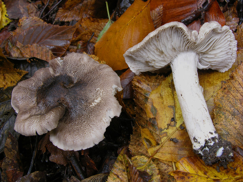 Funghi di sabato 08 novembre.